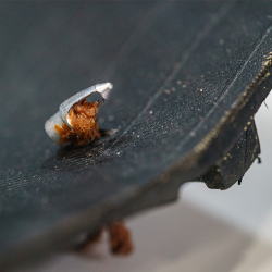 Clever Standard Tubeless plugs 10 stk med havplast anker