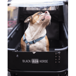 Black Iron Horse POLLY DOG